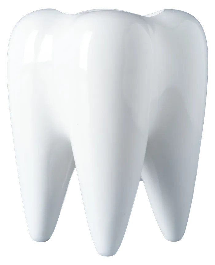 Wisdom Tooth Modeli